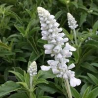 Hello Hello Plants Nursery Campbellfield Melbourne Victoria Australia Salvia Victoria White 1