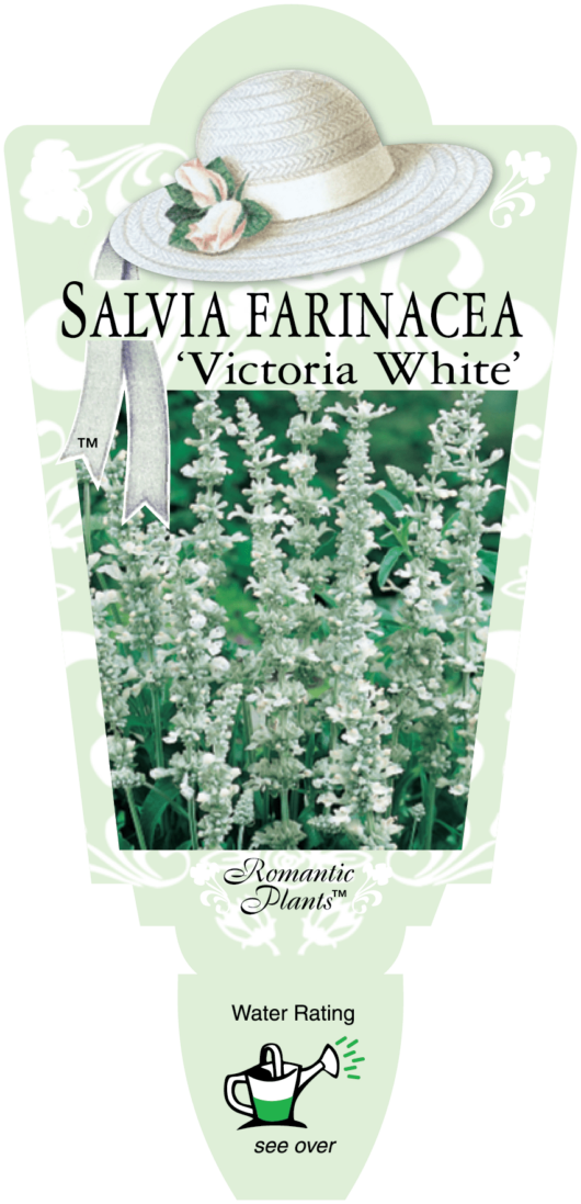 Salvia 'Victoria White' 3" Pot