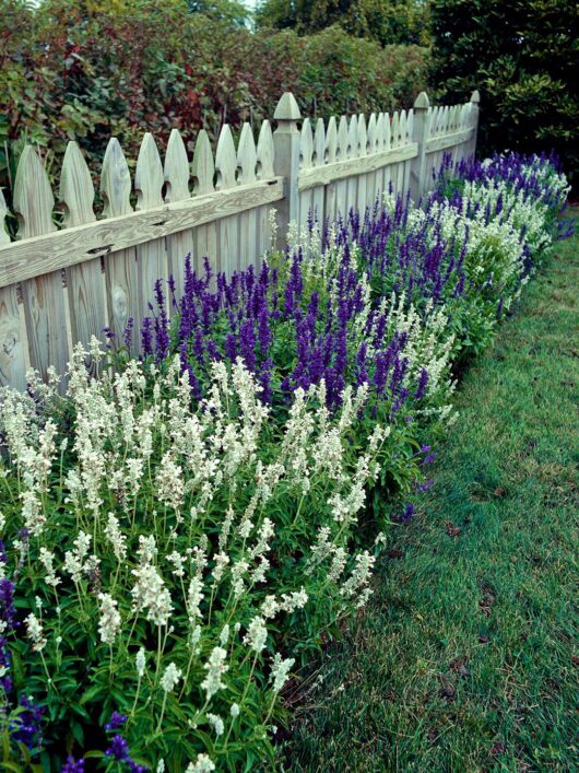 Salvia 'Victoria White'