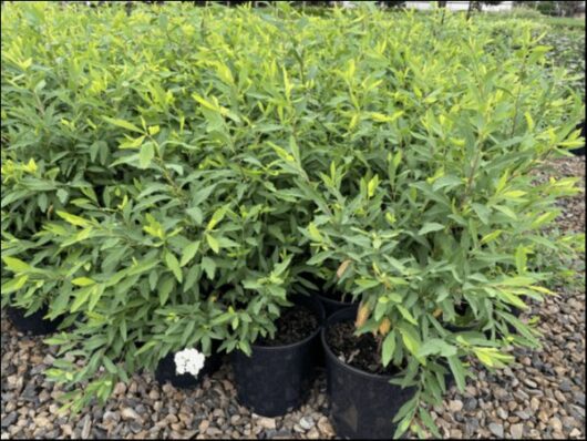 Spiraea 'Double White May Bush' 8" Pot