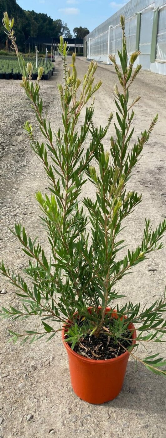 Callistemon 'Slim™' Bottle Brush 8" Pot