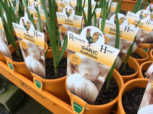Garlic 'Australian' 4" Pot