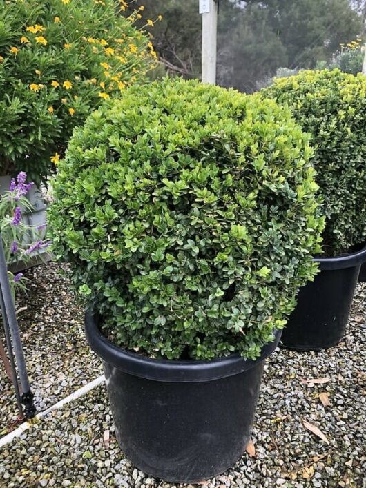 Buxus 'Dutch Box' Topiary Ball 20" Pot