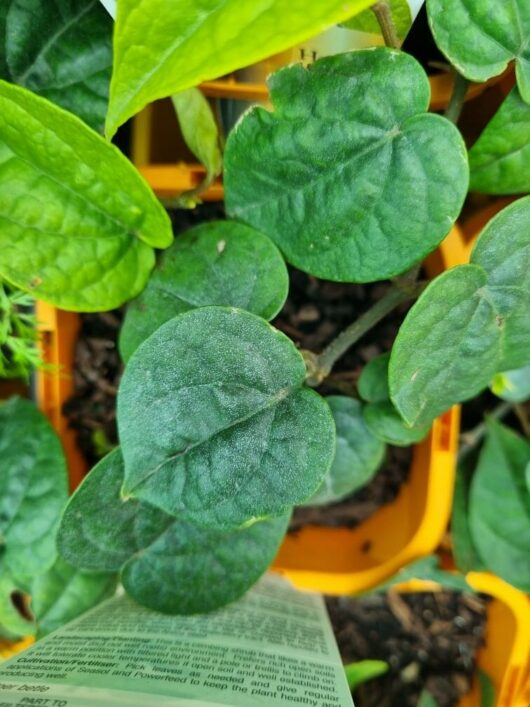 Betel Pepper 5" Pot