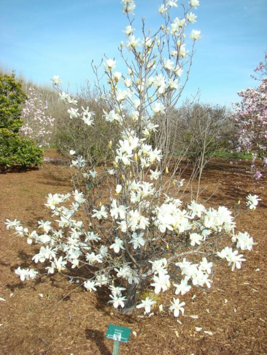 Magnolia 'Pristine' 12" Pot