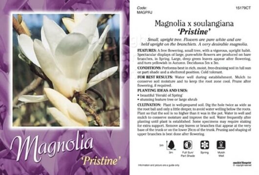 Magnolia 'Pristine' 12" Pot