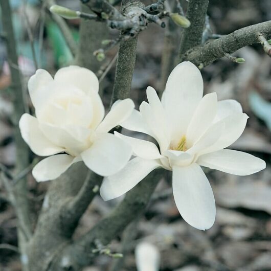 Magnolia 'Pristine' 12" Pot