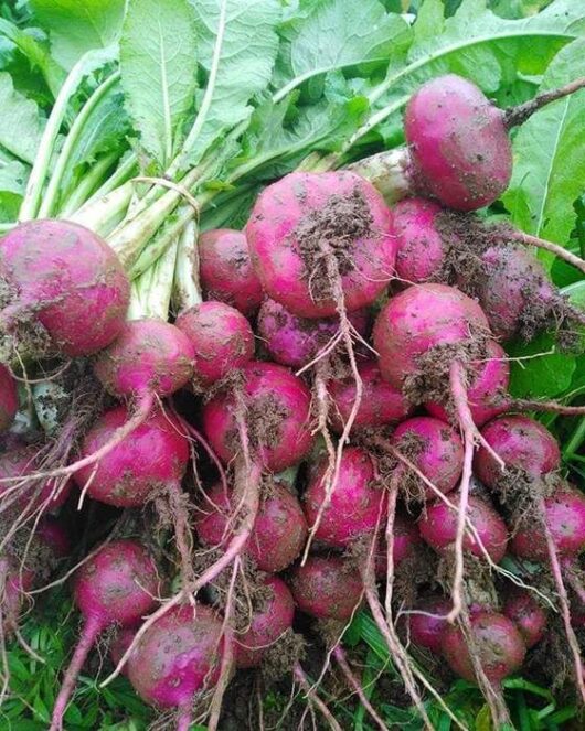 Turnip 'Hida Beni Red' 4" Pot