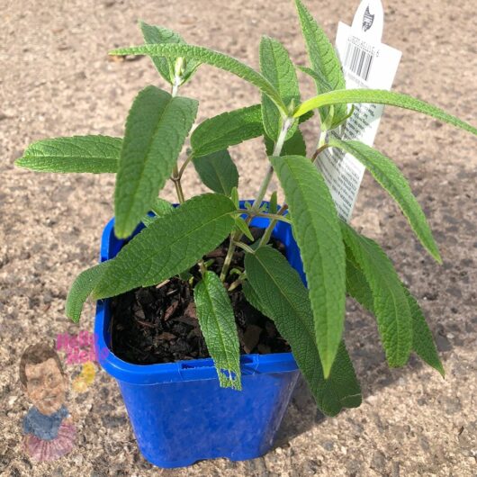 Hello hello plants Salvia leucantha Purple mexican Sage