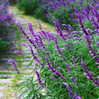 Hello-hello-plants-Salvia-leucantha-Purple-mexican-Sage-flowers
