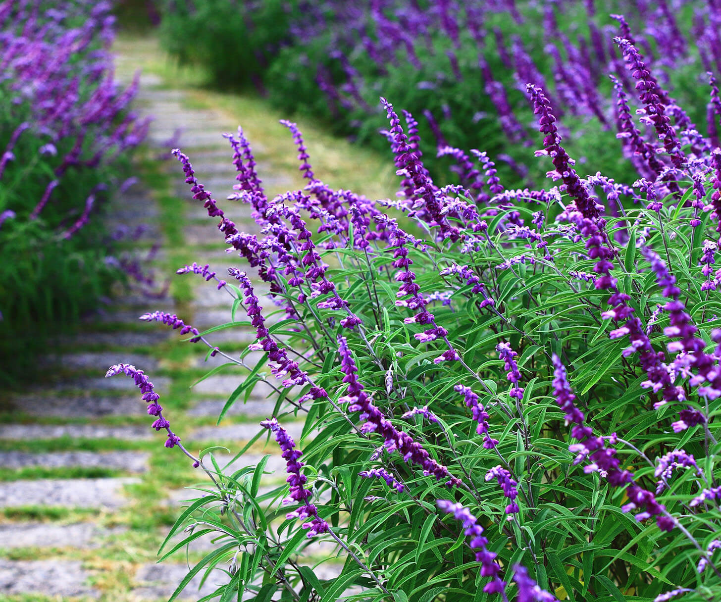 Salvia Sage