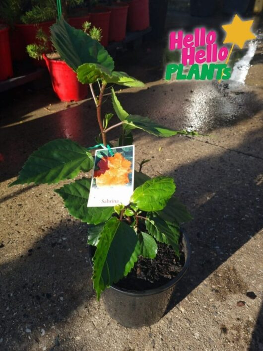 Hibiscus 'Sabrina' 6" Pot