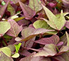 The Ipomoea 'Bright Ideas Rusty Red' 5" Pot Hanging Basket features pointed leaves with a beautiful mix of green and purple hues, making it an ideal choice for adding vibrant color to your hanging basket.