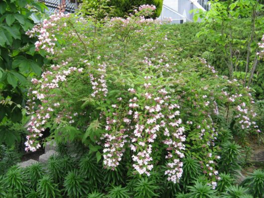 Kolkwitzia 'Beauty Bush' 6" Pot