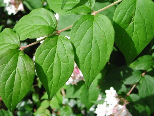 Kolkwitzia 'Beauty Bush' 6" Pot