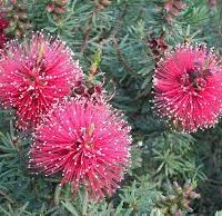 Close-up of spiky pink bottlebrush flowers and green leaves in an 8" pot, resembling the vibrant Kunzea 'Mandy's Surprise'.