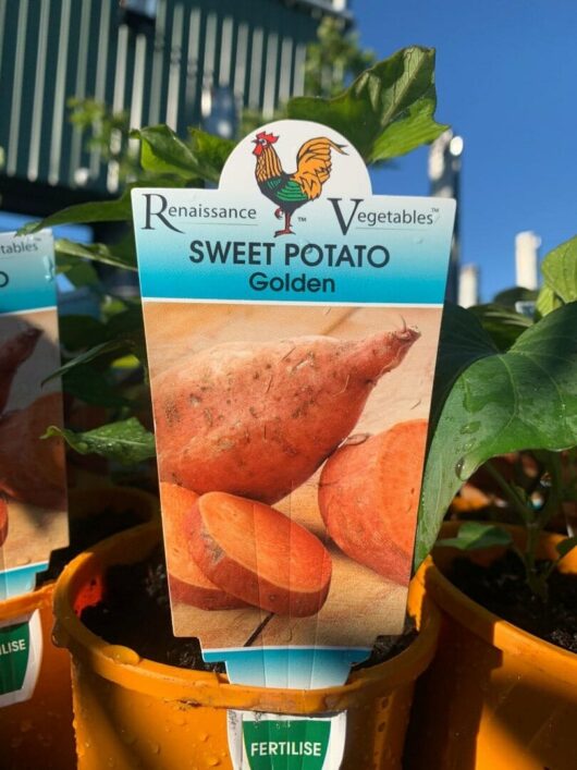 Ipomoea 'Sweet Golden' Potato 4" Pot