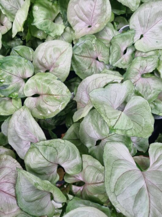 Syngonium Roxana Foliage