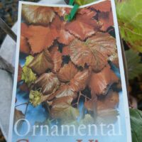 VITIS VINIFERA ORNAMENTAL GRAPE VINE LABEL