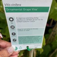 VITIS VINIFERA ORNAMENTAL GRAPE VINE LABEL BACK