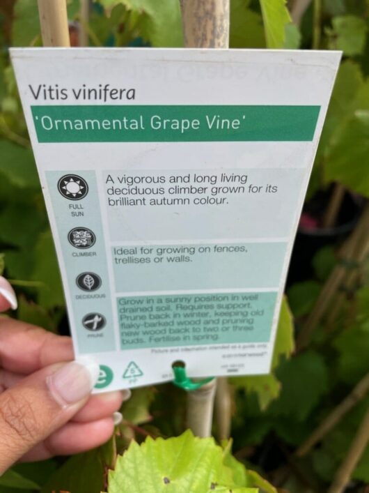 VITIS VINIFERA ORNAMENTAL GRAPE VINE LABEL BACK