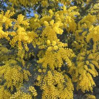 The Acacia 'Cootamundra Wattle', adorned with numerous clusters of small, bright yellow flowers in full bloom, stands out brilliantly against a lush background of green foliage and blue sky.