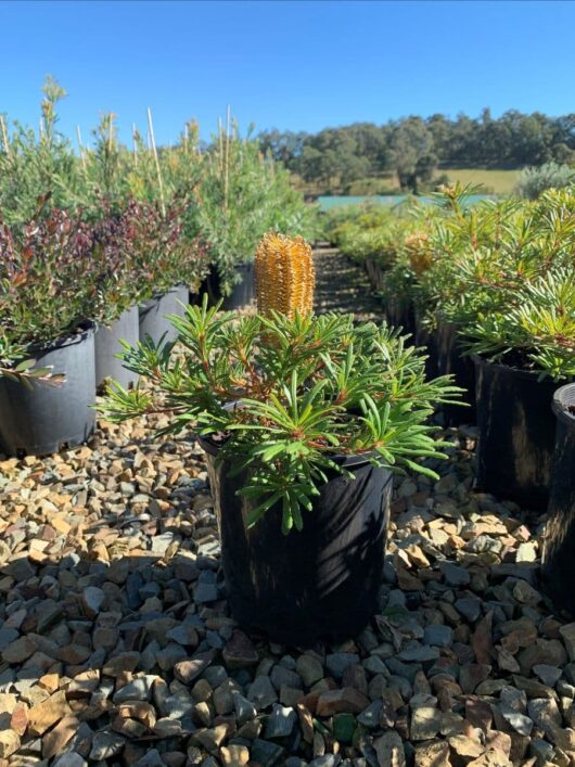 Banksia 'Stumpy Gold' 8" Pot