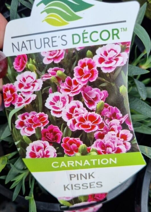 Dianthus 'Pink Kisses' Carnation 6" Pot Growers Flash Sale!
