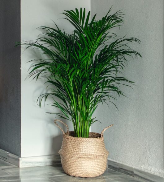 dypsis lutescens golden cane palm potted