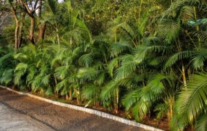 golden cane palm Dypsis lutescens