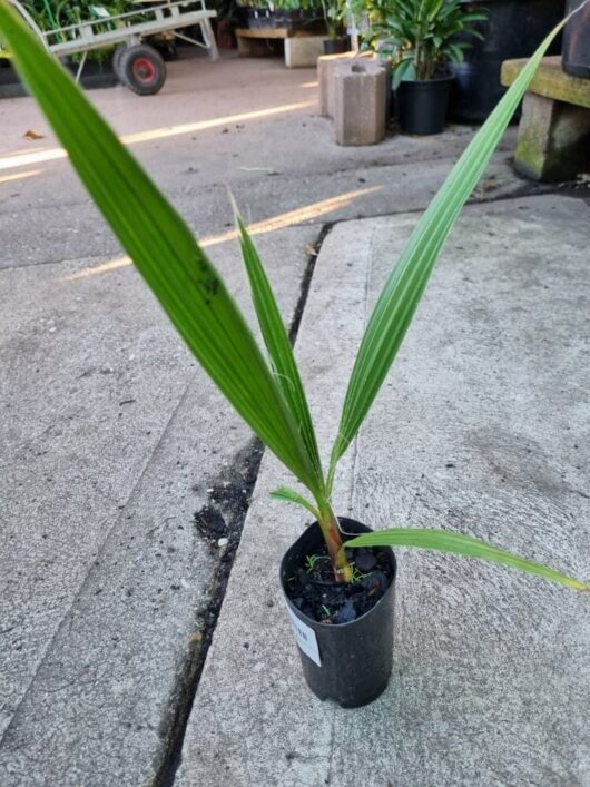 Washingtonia 'Mexican Cotton Fan Palm' 3" Pot