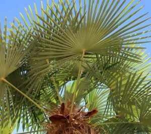 washingtonia cotton palm