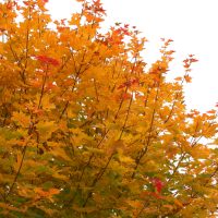 Acer palmatum japanese maple bonfire upright japanese maple with autumn foliage bright orange and red