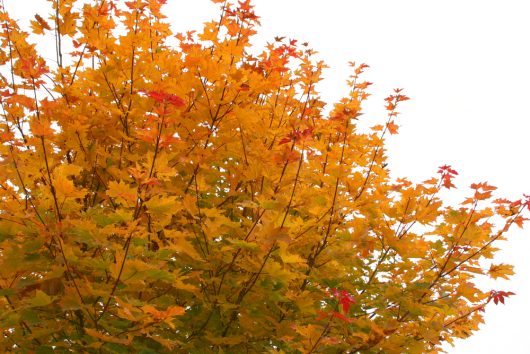 Acer palmatum japanese maple bonfire upright japanese maple with autumn foliage bright orange and red