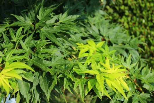 Acer palmatum Mikawa Yatsubusa bright green and golden yellow leaves on japanese maple tree