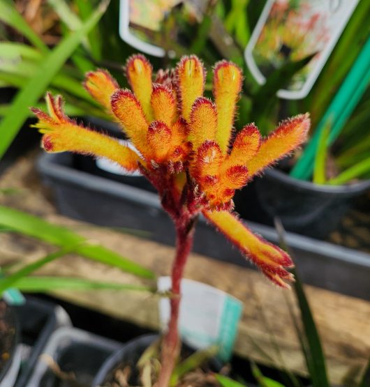Anigozanthos 'Bush Fire™' Kangaroo Paw 6" Pot