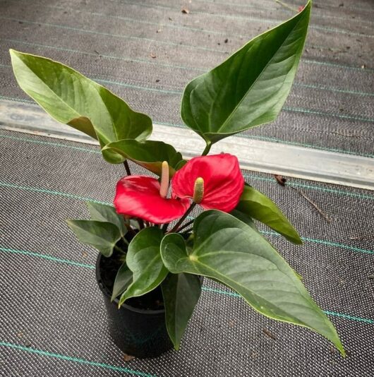 Anthurium 'Bugatti Royale' 6" Pot