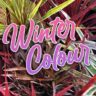 Hello hello plants Top 10 Winter Colour Plants Melbourne Victoria Australia