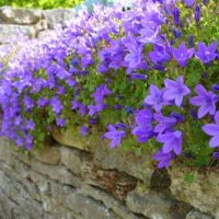 Campanula Blue serbian bellflower blue star shaped flowers cascading over a brick wall ottage style plant