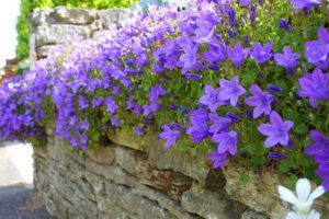 Campanula Blue serbian bellflower blue star shaped flowers cascading over a brick wall ottage style plant