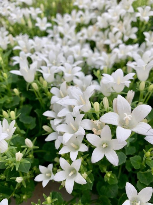 Campanula White serbian bellflower white star shaped flowers with green foliage cottage plants
