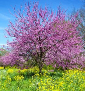 Hello Hello Plants Nursery Cercis canadensis eastern redbud tree