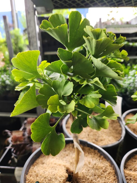 Ginkgo biloba 'Mariken' dwarf Maidenhair Tree foliage green leaves