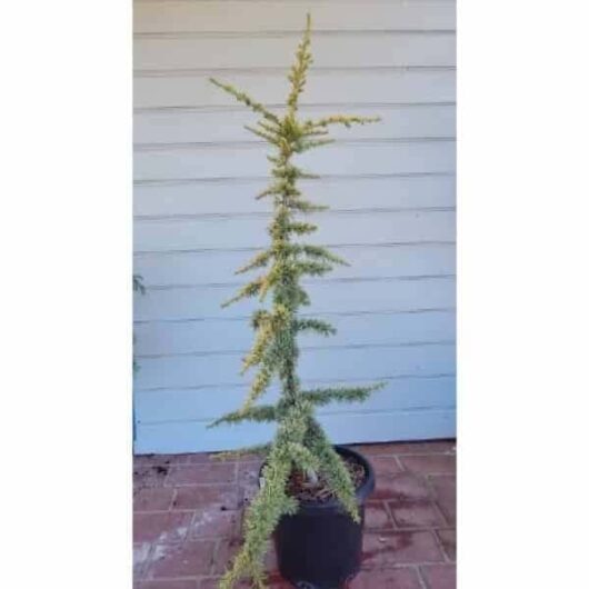 Cedrus 'Golden Atlas' Cedar 8" Pot