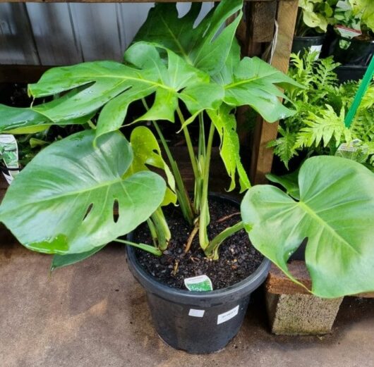 Monstera 'Fruit Salad Plant' 12" Pot