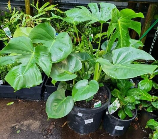 Monstera 'Fruit Salad Plant' 12" Pot