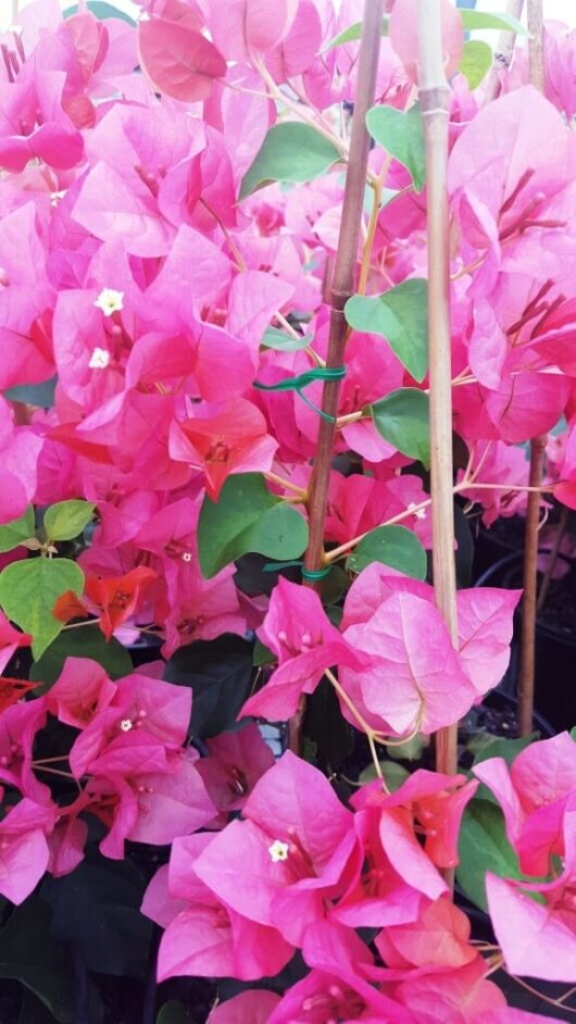 Bougainvillea bambino 'Sunrise' 8" Pot
