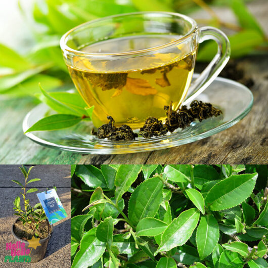 Hello Hello Plants Camellia sinensis ‘Gadara Tea’ 8in