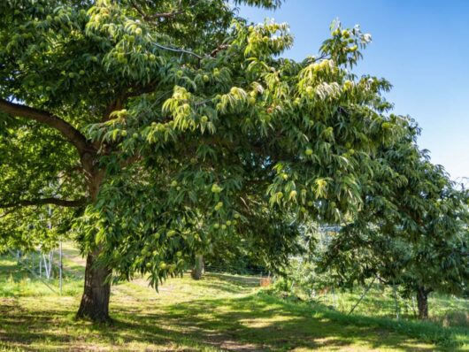 Castanea 'Sweet' Chestnut 16" Pot