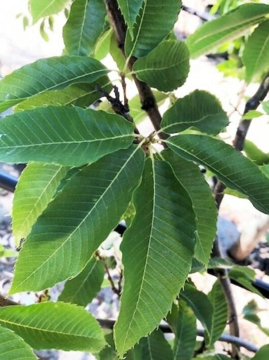 Castanea 'Emerald Gem' Chestnut 10" Pot